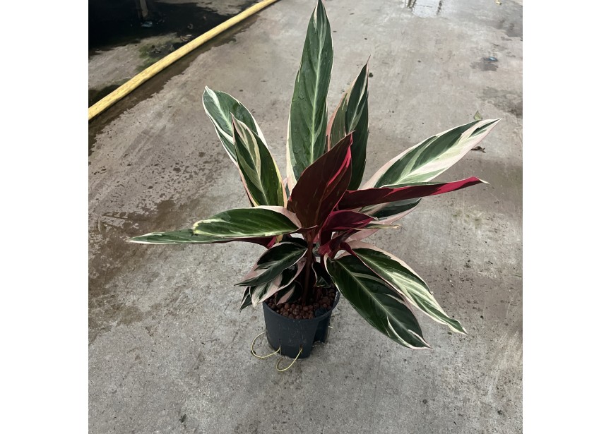 CALATHEA TRIO STAR 13/12 H25