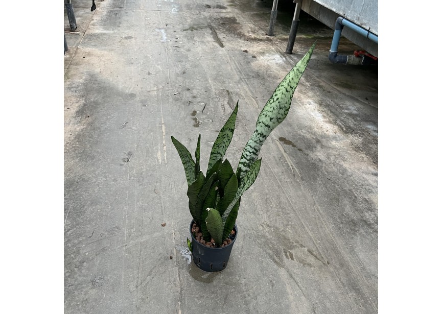 SANSEVIERIA ZEYLANICA  13/12 H40/50