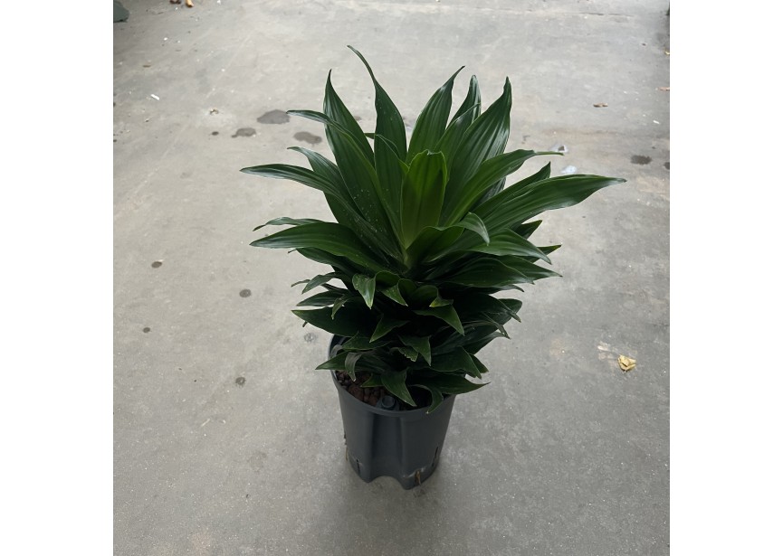 DRACAENA COMPACTA TETE 1PP 15/19 H45