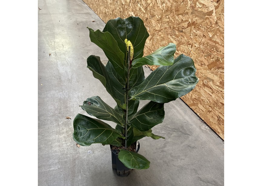 FICUS LYRATA  1PP 15/19 H80