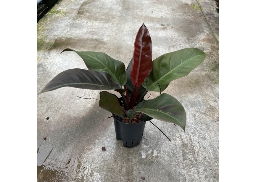 PHILODENDRON IMPERIAL RED 15/19 H50