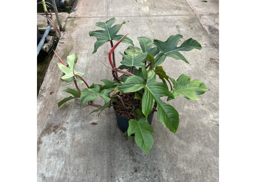 PHILODENDRON SQUAMIFERUM 25/19 3PP H80