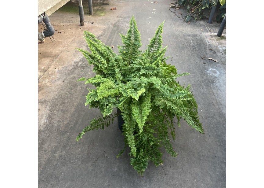 NEPHROLEPIS VITATE 18/19