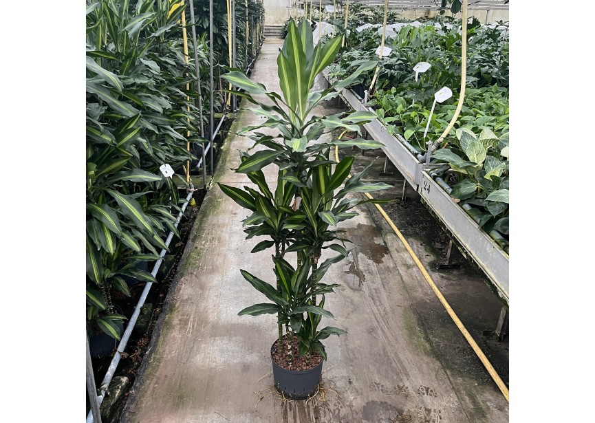 DRACAENA CINTO CARROUSEL 6ST 25/19 H140/150