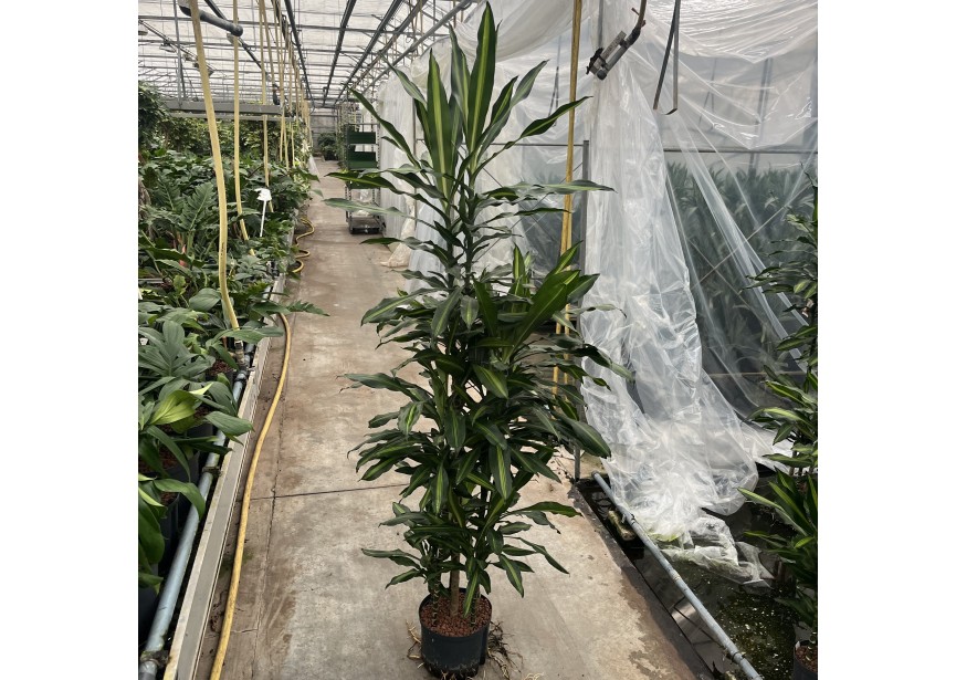 DRACAENA CINTO CARROUSEL 6ST 25/19 H180