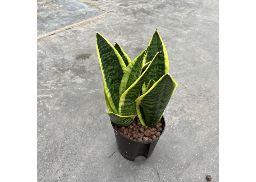 SANSEVIERIA FUTURA SUPERBA 13/12 H40