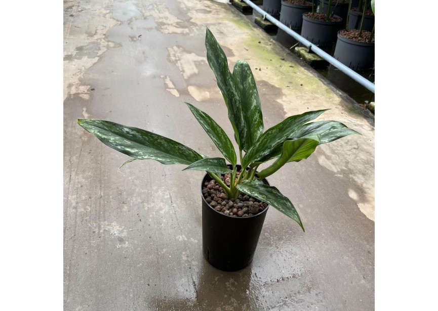 AGLAONEMA SPLASH 15/19 H40