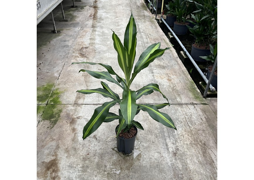 DRACAENA CINTHO KOP 1PP  15/19 H70