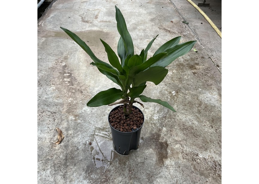 DRACAENA JANET LIND STAM    15/19 H50