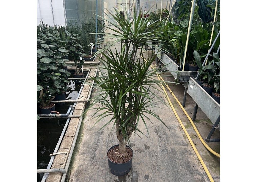 DRACAENA MARGINATA VERTAKT 28/19 H160