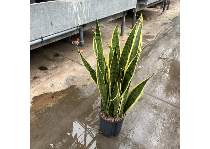 SANSEVIERIA LAURENTII 18/19 H80