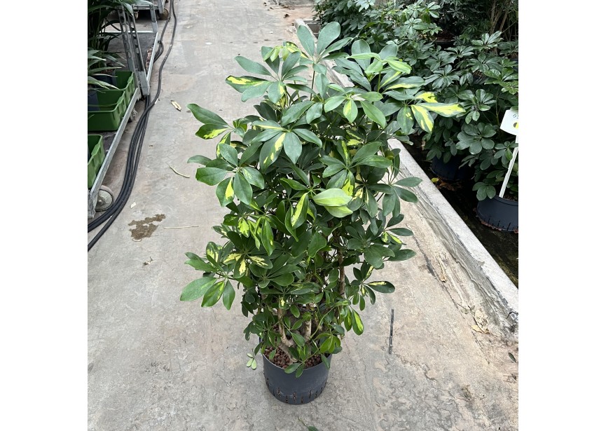 SCHEFFLERA GOLD CAPELLA  VERTAKT 22/19 H100