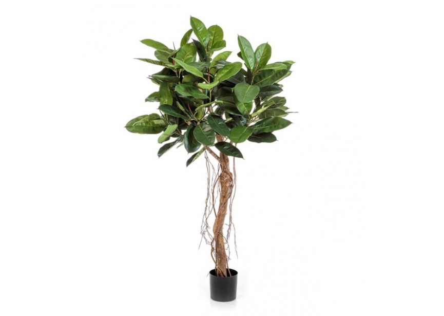 5 FICUS ELASTICA ROOT TREE 155CM