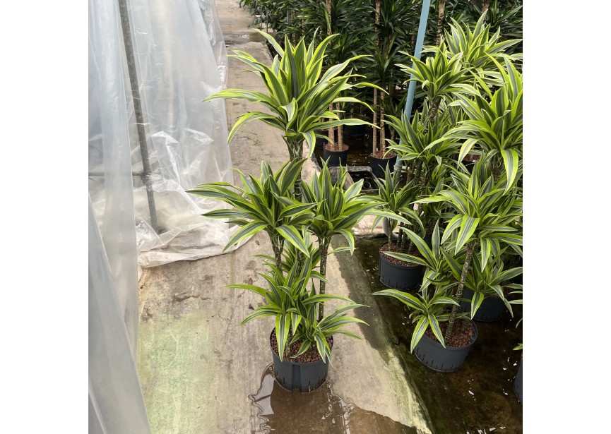 DRACAENA LEMON LINE CARROUSEL 6ST 25/19 H125