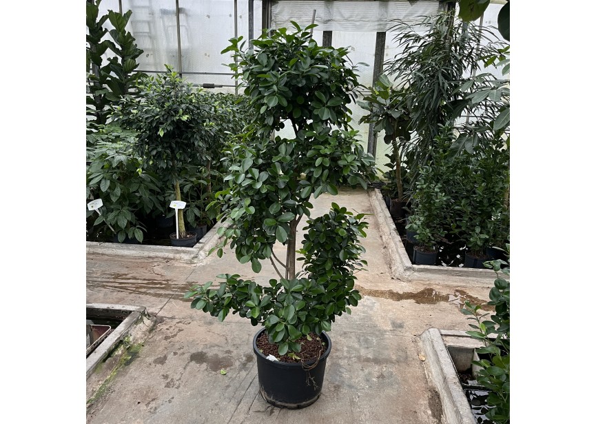 FICUS  MOCLAME VERTAKT  42/32 H210