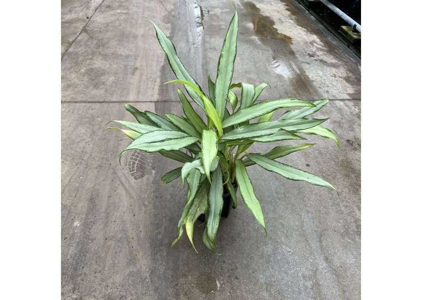 AGLAONEMA SILVER LANCE  13/12 H25