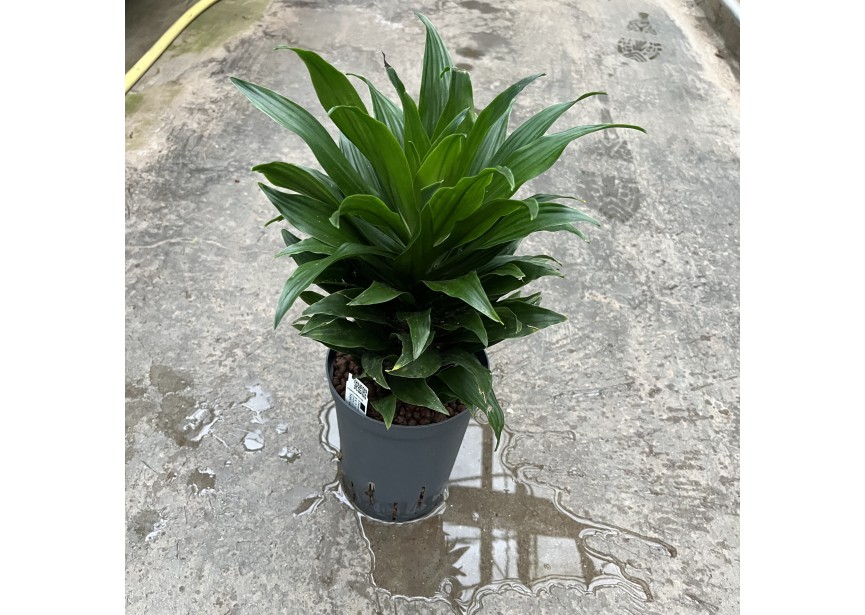 DRACAENA COMPACTA TETE 1PP 15/19 H45