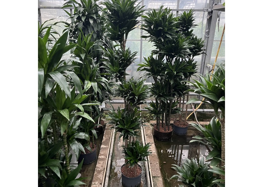 DRACAENA COMPACTA (150/120/90/60/30) 28/19 H180