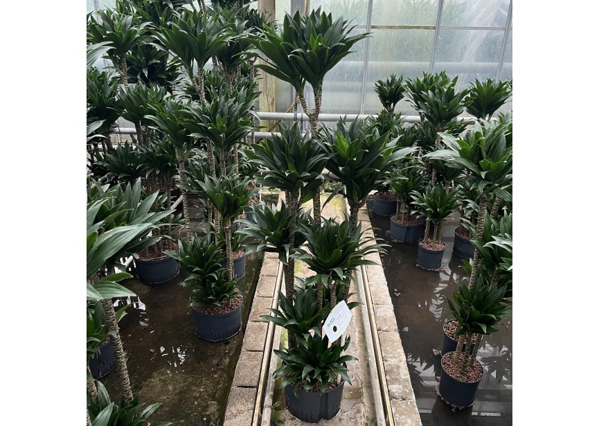 DRACAENA COMPACTA CARROUSEL 8TR 28/19 H160