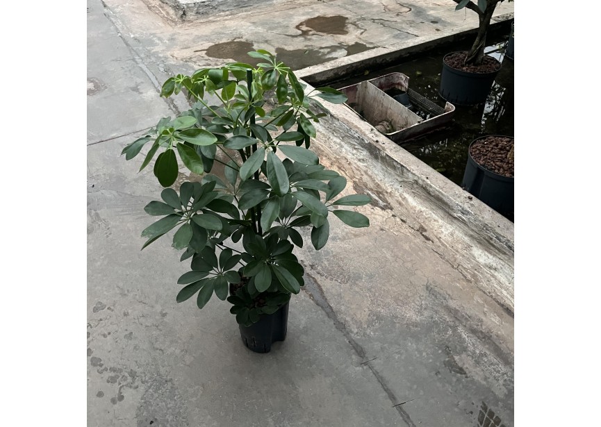 SCHEFFLERA COMPACTA  2PP 15/19 H60/80