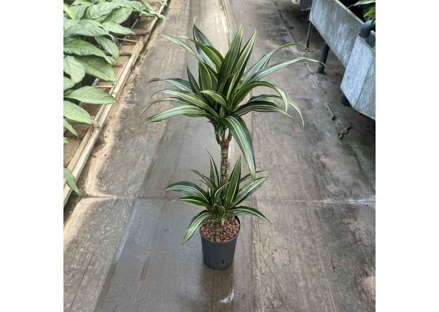 DRACAENA WARNECKII TWIN (45/15) 15/19 H80