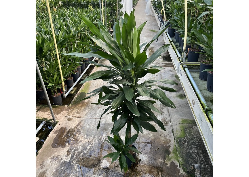 DRACAENA JANET LIND (45/15) 15/19 H130