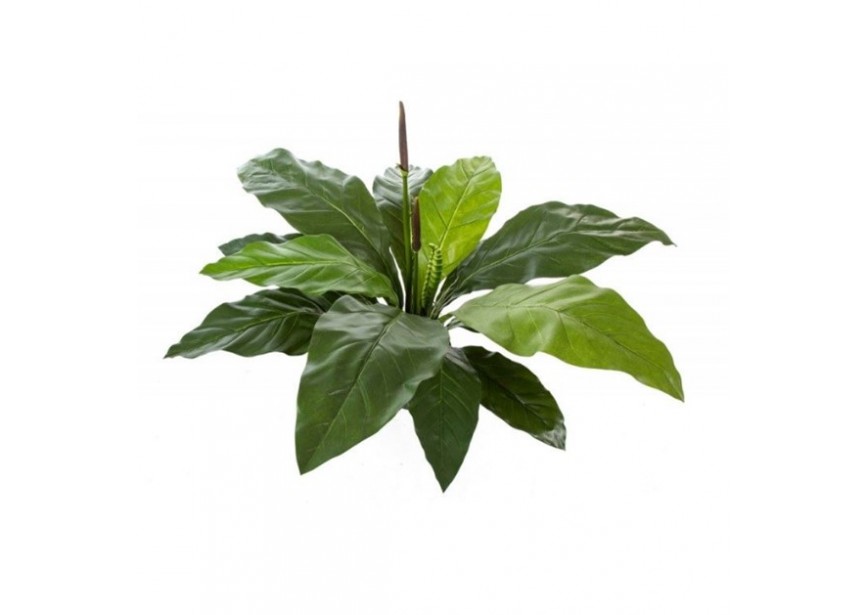 JUNGLE KING ANTHURIUM H84