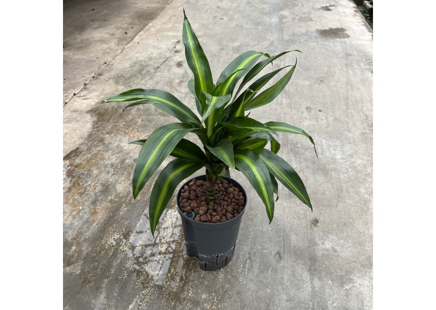 DRACAENA HAWAIAN SUNSHINE STAM 15CM 15/19 H4