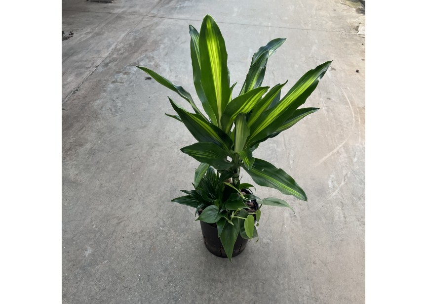 HYDRO ARRANG. DRACAENA CINTHO  (3pl) 13/12