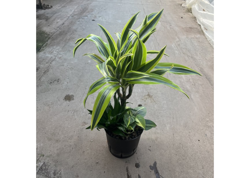 HYDRO ARRANG. DRACAENA LEMON LINE (3pl) 13/12 H40