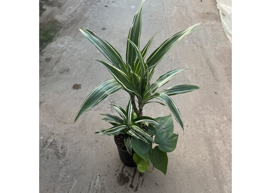 HYDRO ARRANG. DRACAENA WHITE JEWEL 13/12 H30/40