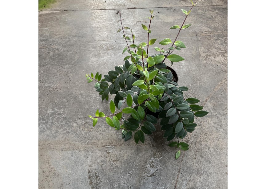 AESCHYNANTHUS LOBBIANUS GRUN 15/19 H30