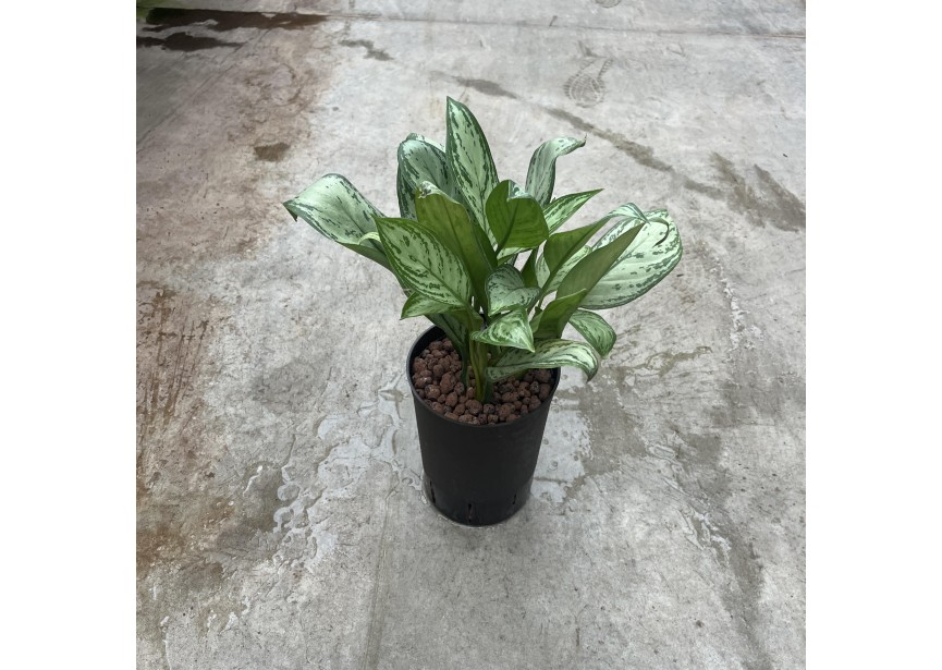 AGLAONEMA MARIA CHRISTINA 15/19 H40