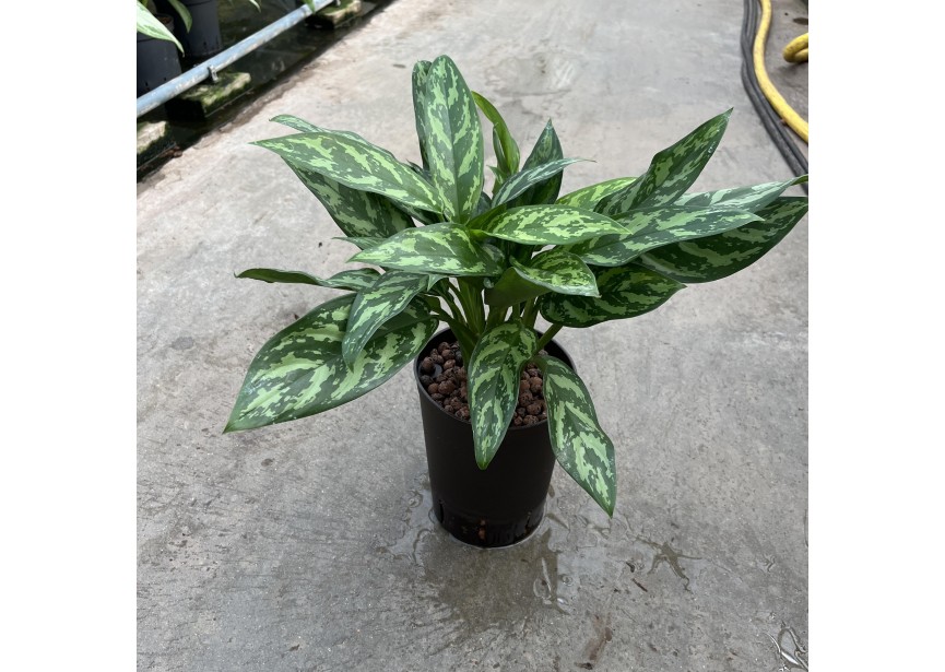 AGLAONEMA SPLASH 15/19 H40