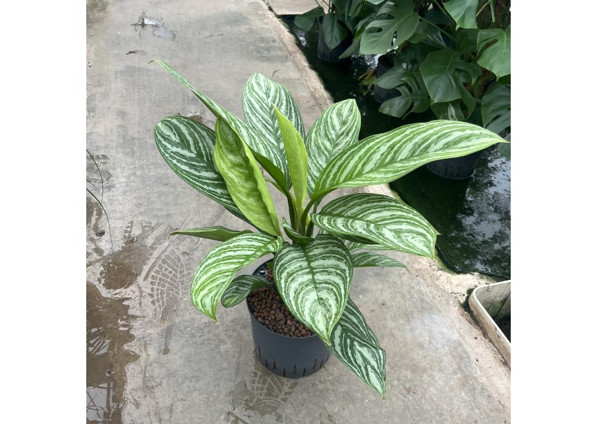 AGLAONEMA STRIPE 22/19 H70