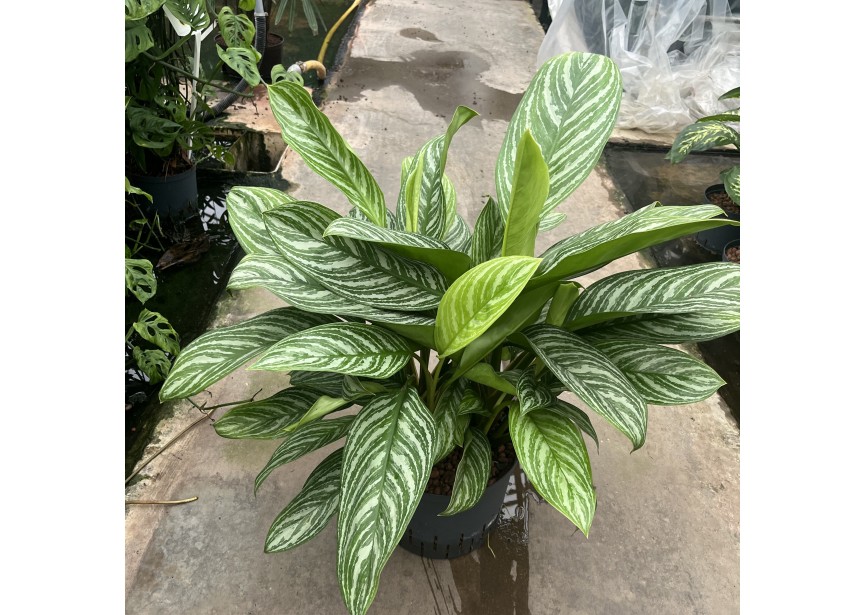 AGLAONEMA STRIPE  25/19 H70