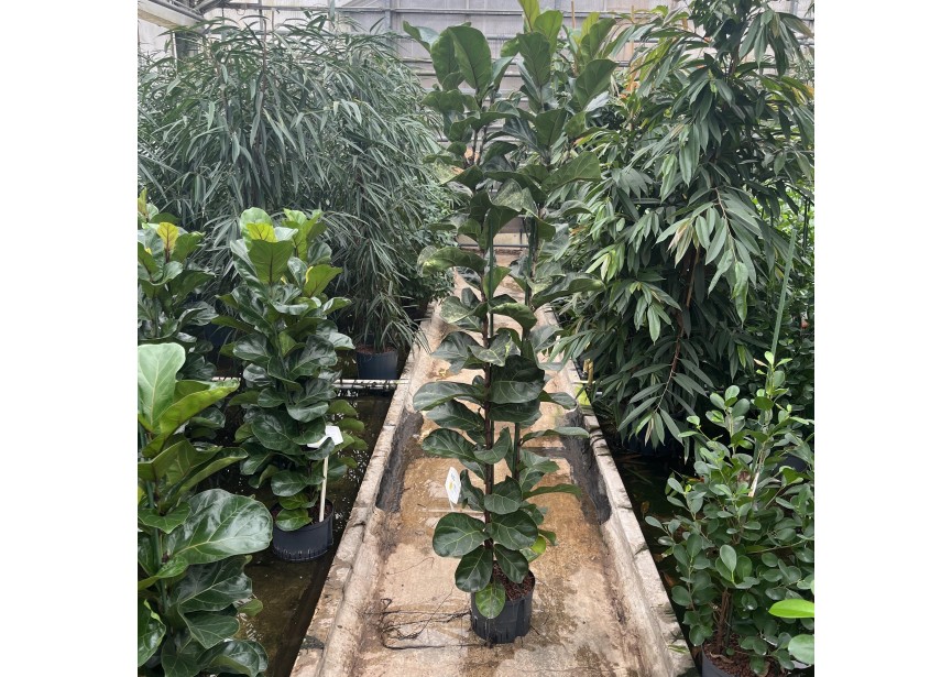 FICUS LYRATA BAMBINO 2PP 18/19 H180