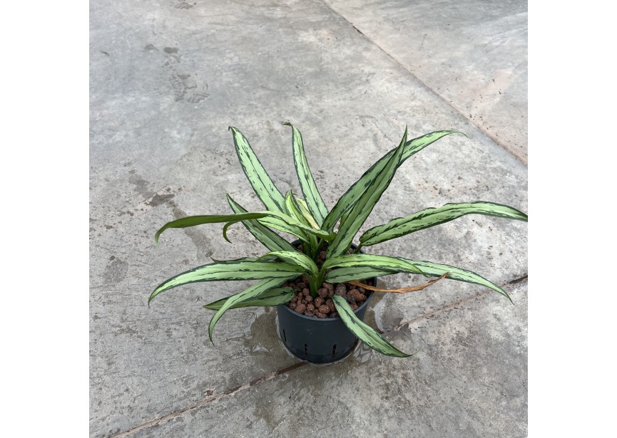 AGLAONEMA CUTLASS  13/12 H25