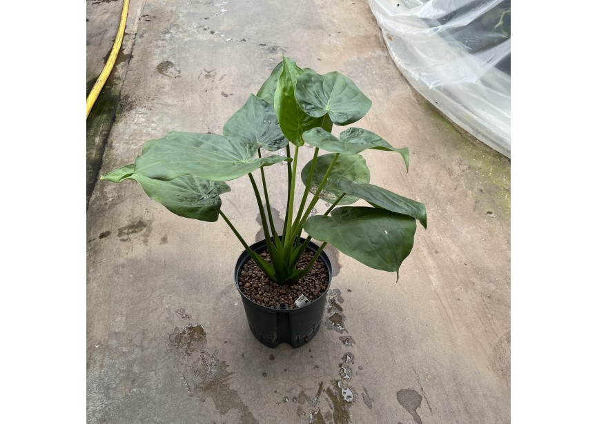 ALOCASIA CUCULATA 22/19   H70