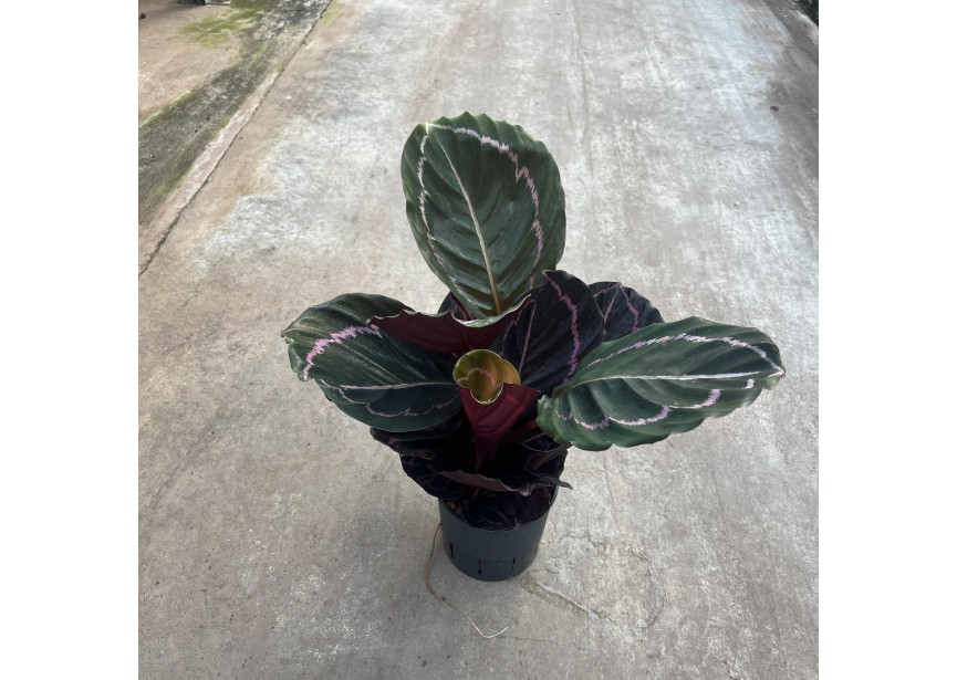 CALATHEA DOTTI 13/12 H25